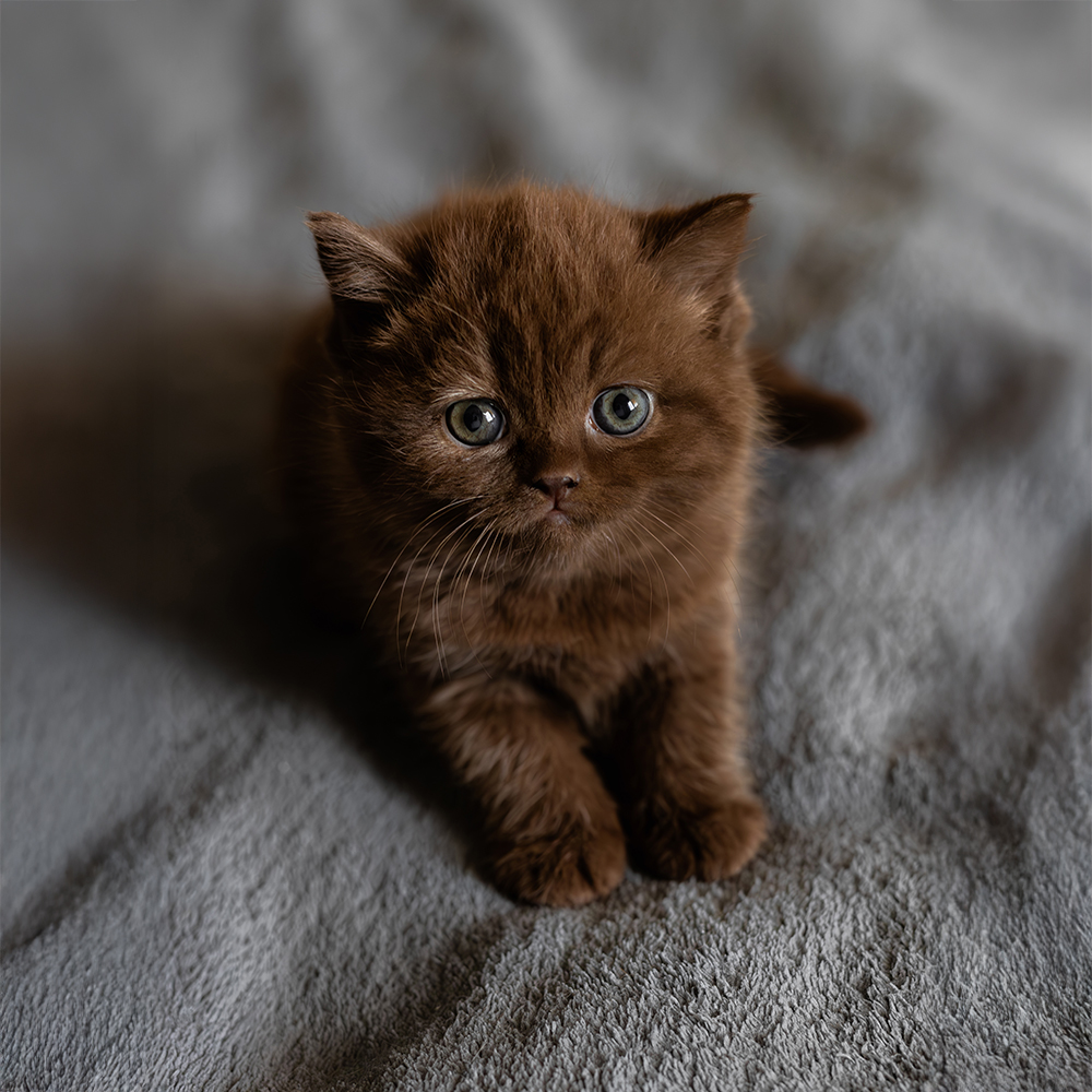 Czekoladowy 923 [Zarezerwowana]