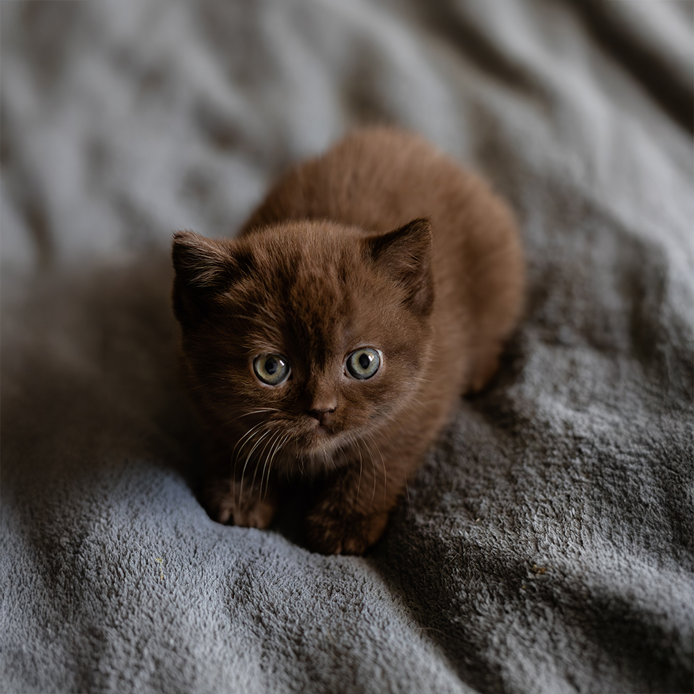 Czekoladowa 928 [Zarezerwowana]