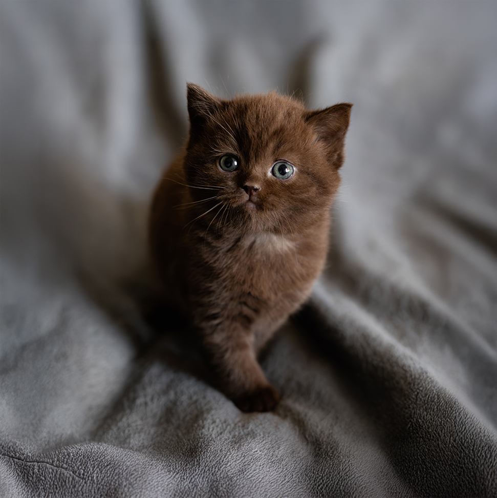 Czekoladowy 932 [Zarezerwowany]