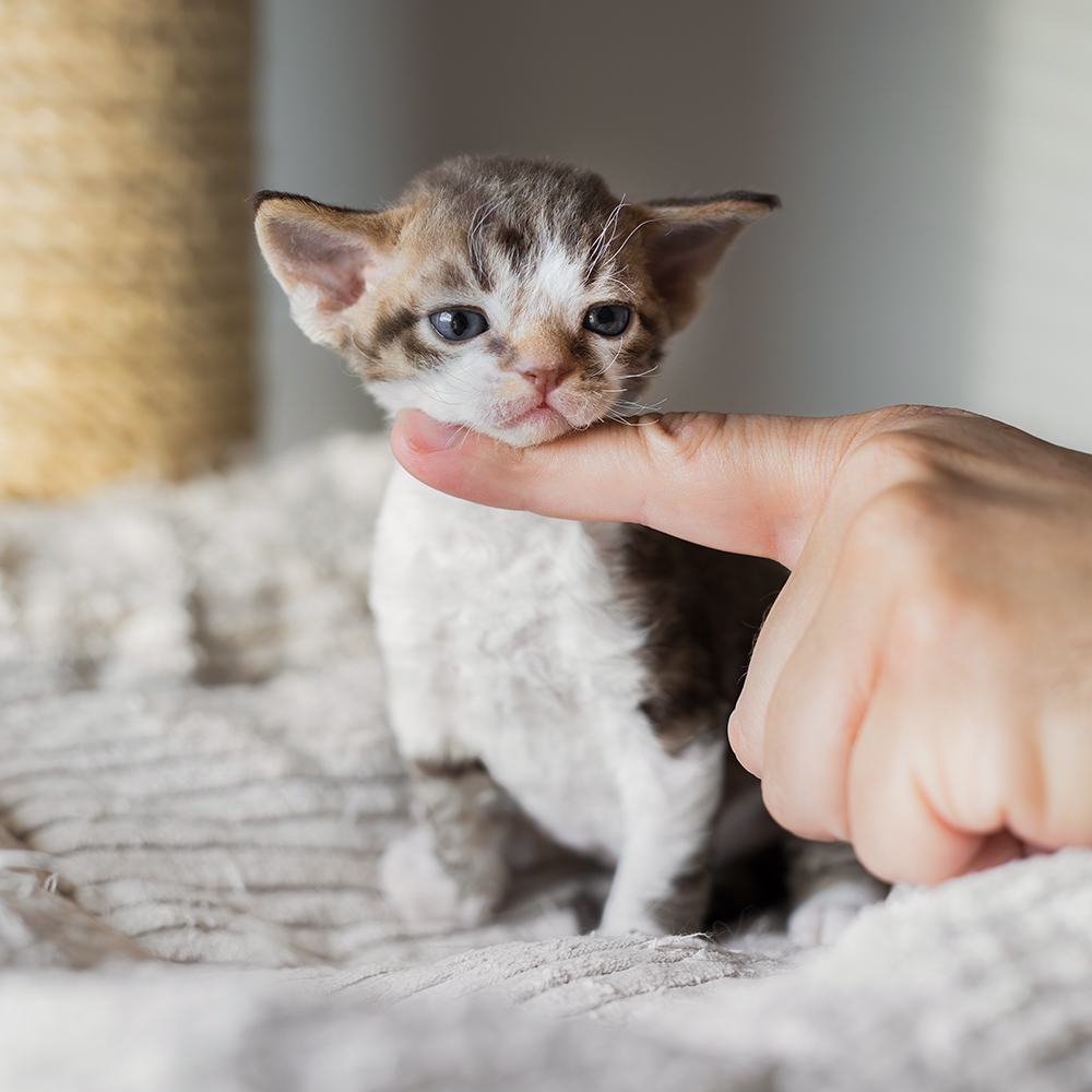 Czekoladowy Bicolor Pręgowany [Zarezerwowany]