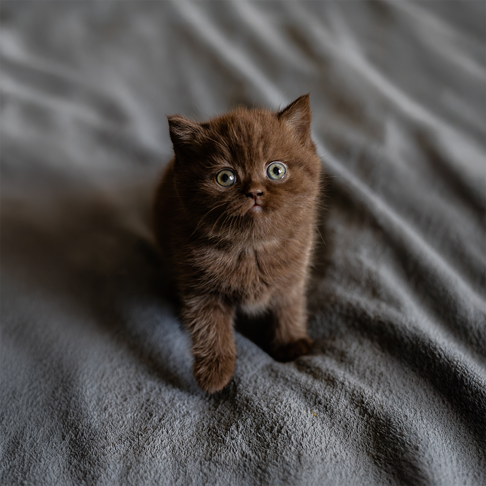 Czekoladowa 933 [Zarezerwowana]