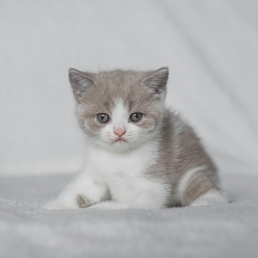 Kotka Biało-Liliowa BiColor [Zarezerwowana]