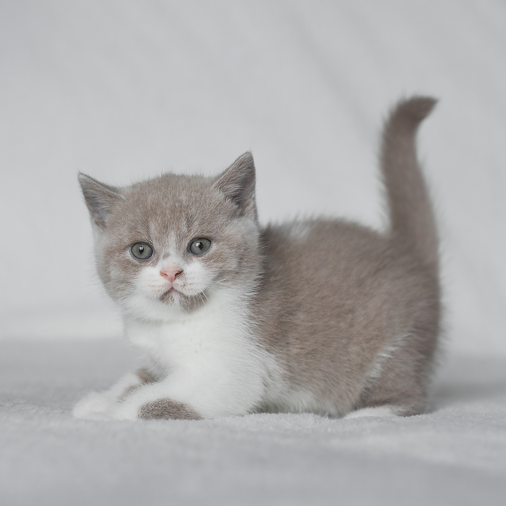 Kotka Biało-Liliowa BiColor [Zarezerwowana]