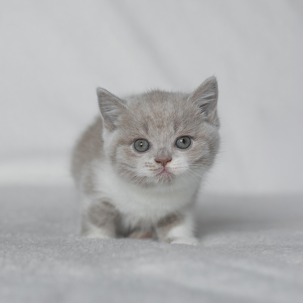 Kotka Biało-Liliowa BiColor [Zarezerwowana]