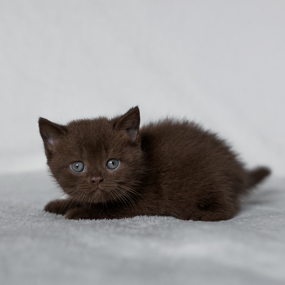 Kocur Czekoladowy [Zarezerwowany]