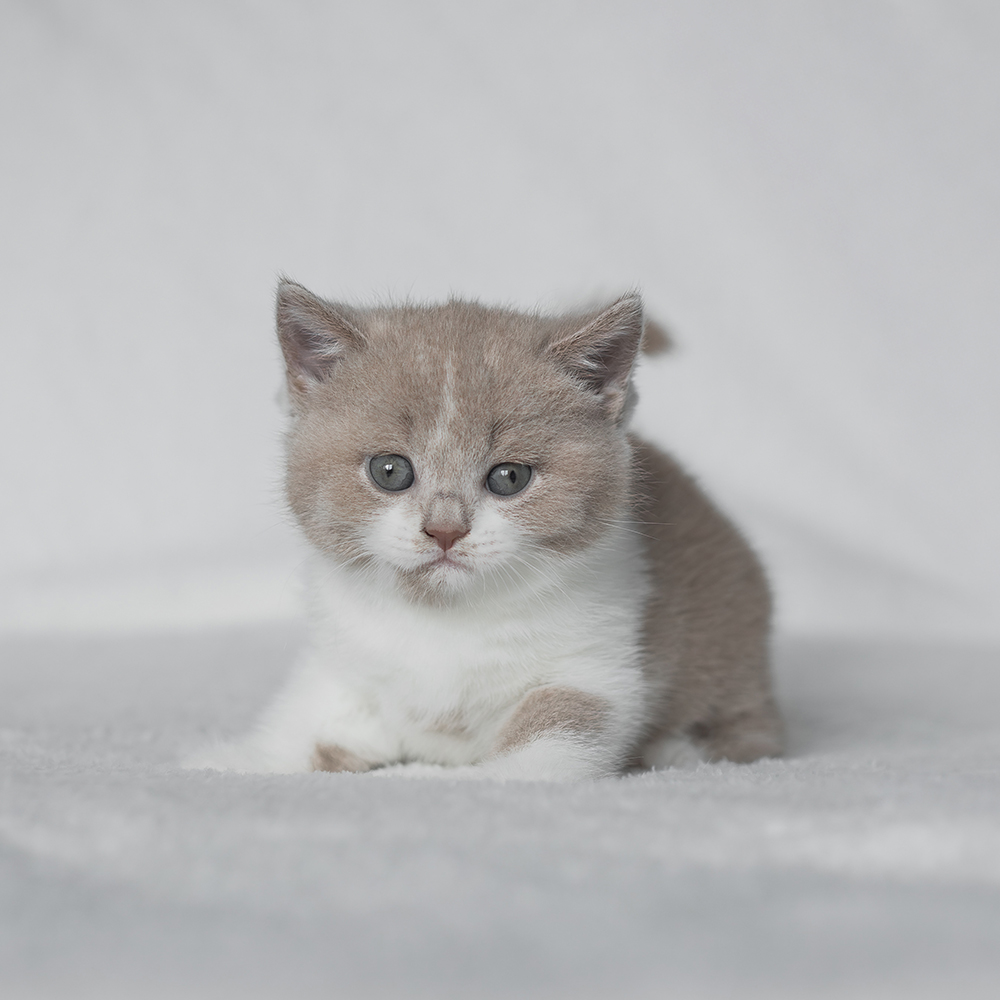 Kotka Biało-Płowa BiColor [Zarezerwowana]