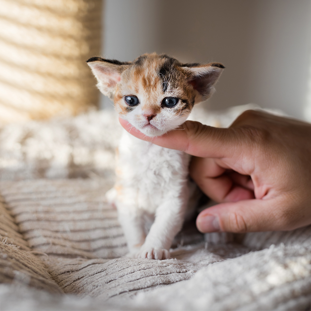 Czarna Szylkretka [Zarezerwowana]