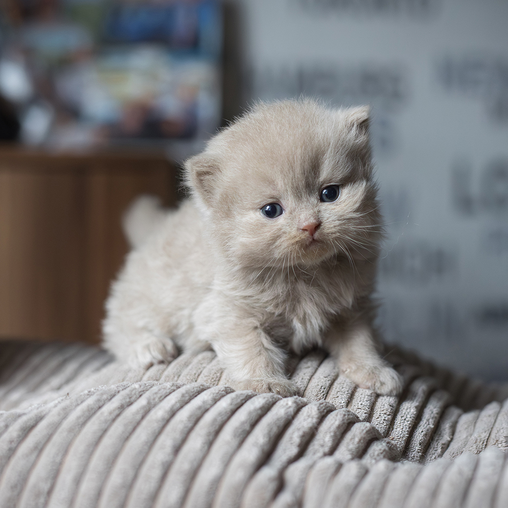 Kocur Długowłosy Płowy [WOLNY]