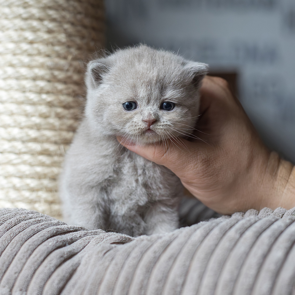 Kotka Krótkowłosa Liliowa [Zarezerwowana]